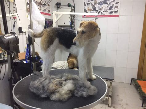 Peluqueria canina y felina en Aranjuez 4 Patas